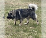 Small #3 Caucasian Shepherd Dog