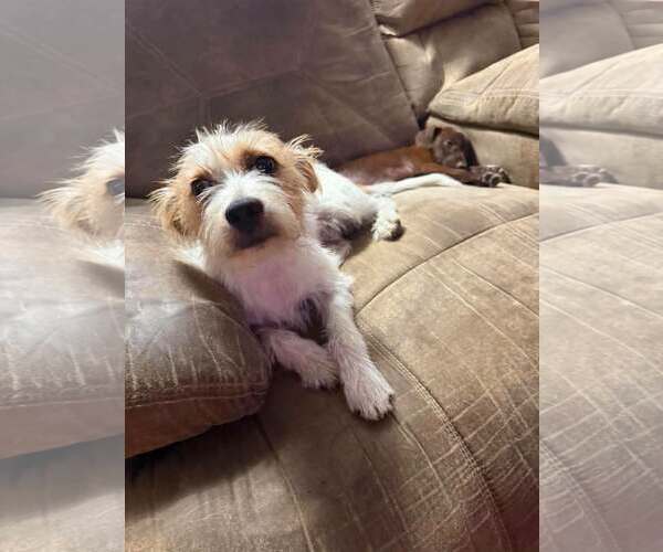 Medium Photo #1 Jack Russell Terrier Puppy For Sale in Oakhurst, NJ, USA