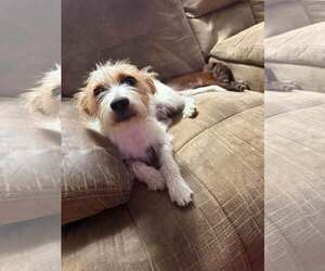 Jack Russell Terrier Dogs for adoption in Oakhurst, NJ, USA