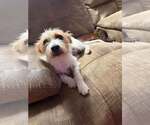 Rocco- scruffy cuteness - Male Jack Russell Terrier Dog for Adoption - Small photo