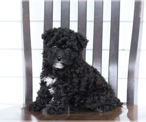 Aussiedoodle Miniature -Poodle (Miniature) Mix Puppy for sale in FREDERICKSBG, OH, USA