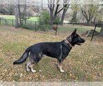 Small Photo #2 German Shepherd Dog Puppy For Sale in Roseville, MN, USA