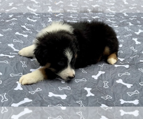 Medium Photo #30 Miniature Australian Shepherd Puppy For Sale in SALISBURY, NC, USA