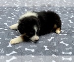 Small #3 Miniature Australian Shepherd