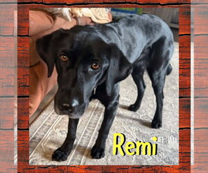 Labrador Retriever Dogs for adoption in Red Lodge, MT, USA