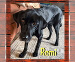 Remi - Female Labrador Retriever Dog for Adoption - Small photo