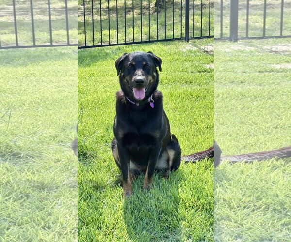 Medium Photo #6 Labrottie Puppy For Sale in Fort Worth, TX, USA