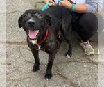 Small #11 Labrador Retriever Mix