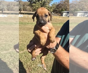 Rhodesian Ridgeback Puppy for sale in ALBA, TX, USA