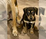 Small #7 Mutt