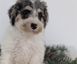 Small #2 Schnoodle (Miniature)