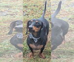 Small #5 Dachshund