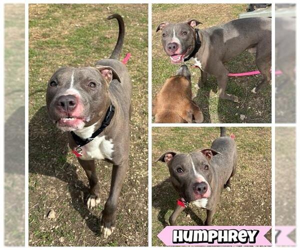 Medium Photo #1 American Staffordshire Terrier-Unknown Mix Puppy For Sale in San Antonio, TX, USA