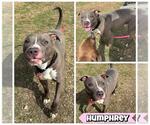 Small American Staffordshire Terrier Mix