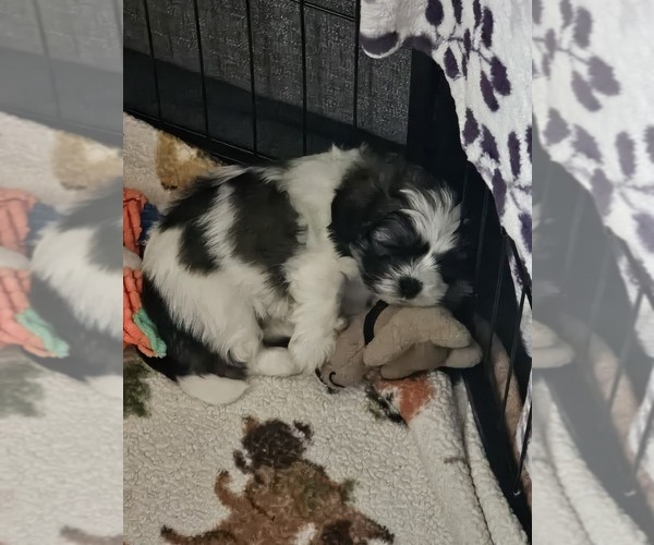 Medium Photo #1 Zuchon Puppy For Sale in MANSFIELD, OH, USA