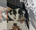 Puppy Savannah Zuchon