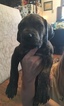 Small Photo #20 Great Dane Puppy For Sale in WEIRTON, WV, USA