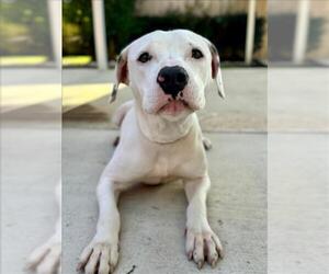 Medium American Pit Bull Terrier