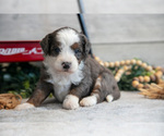 Small #2 Goldendoodle (Miniature)