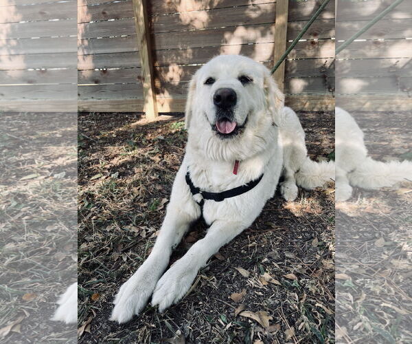 Medium Photo #2 Great Pyrenees Puppy For Sale in Spring, TX, USA
