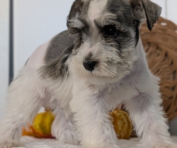 Medium Photo #2 Schnauzer (Miniature) Puppy For Sale in GOSHEN, IN, USA