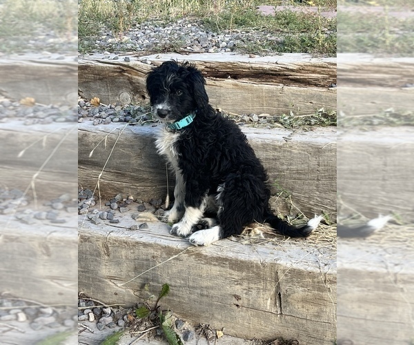 Medium Photo #2 Bordoodle Puppy For Sale in MONTROSE, CO, USA