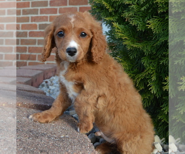 Medium Photo #18 Cavapoo Puppy For Sale in CELINA, OH, USA