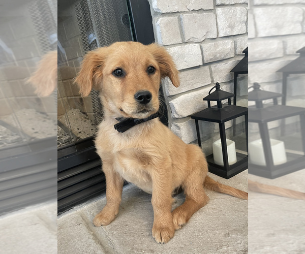 Medium Photo #8 Golden Retriever Puppy For Sale in BROOKLINE, MO, USA