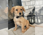 Small Photo #8 Golden Retriever Puppy For Sale in BROOKLINE, MO, USA