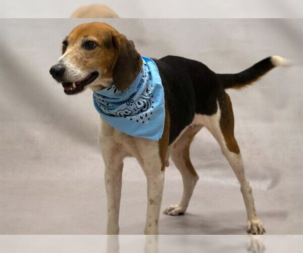 Medium Photo #2 Mutt Puppy For Sale in Sanford, FL, USA