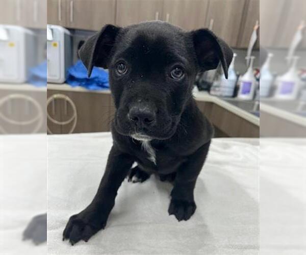 Medium Photo #1 Border Collie-Unknown Mix Puppy For Sale in Baytown, TX, USA