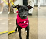 Small American Pit Bull Terrier-American Staffordshire Terrier Mix