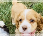 Small Photo #2 Cocker Spaniel Puppy For Sale in ELIDA, OH, USA
