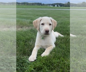 Labrador Retriever Dog for Adoption in FREDERICKSBG, Ohio USA