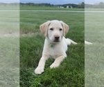 Image preview for Ad Listing. Nickname: Lab puppies