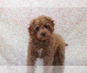 Goldendoodle (Miniature) Puppy for sale in MARIETTA, GA, USA