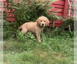 Golden Retriever Puppy for sale in ROWLEY, MA, USA