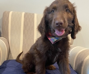 Labradoodle Puppy for sale in RICHMOND, MI, USA