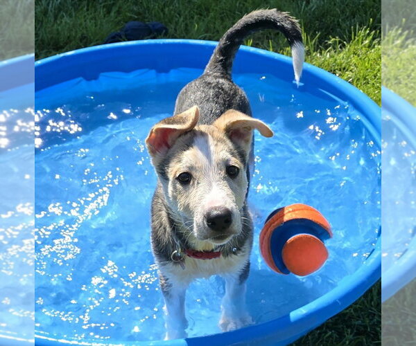 Medium Photo #6 Siberian Husky-Unknown Mix Puppy For Sale in Fargo, ND, USA