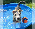 Small #5 Siberian Husky Mix