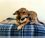Small #1 Chihuahua Mix