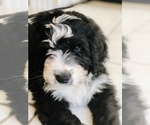 Small #26 Bernedoodle