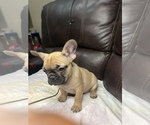 Small Photo #19 French Bulldog Puppy For Sale in CHESAPEAKE, VA, USA