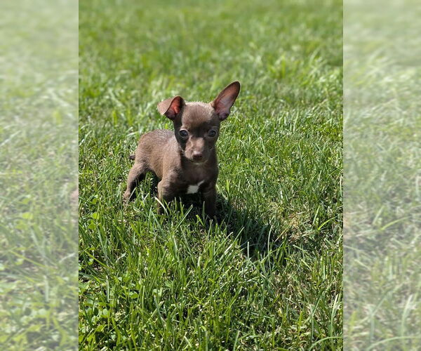 Medium Photo #3 Chihuahua-Unknown Mix Puppy For Sale in Shermans Dale, PA, USA