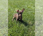 Small #2 Chihuahua Mix