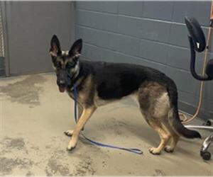 Medium German Shepherd Dog Mix
