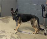 Small German Shepherd Dog Mix