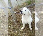 Small #3 Great Pyrenees