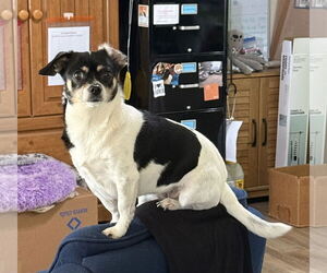 Rat-Cha Dogs for adoption in Texarkana, TX, USA