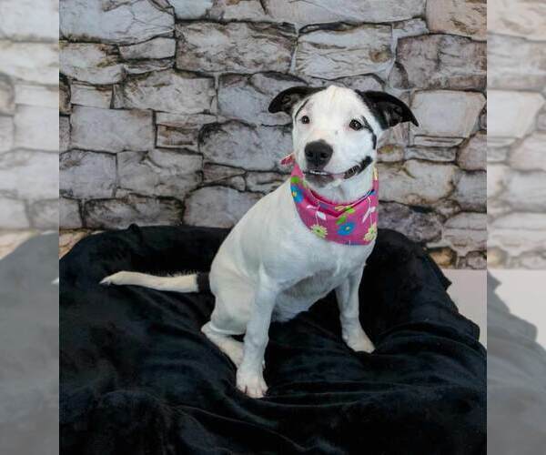 Medium Photo #4 Mutt Puppy For Sale in Kennesaw, GA, USA